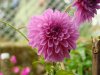 Flower in Munnar Garden