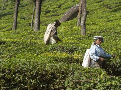 Tea Plants Plucking