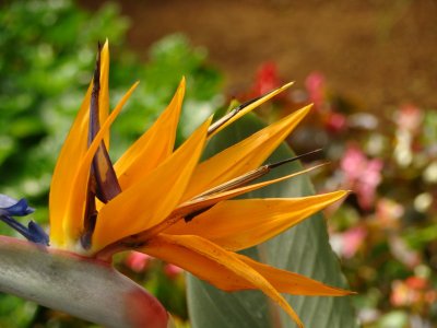 Flower in Infosys