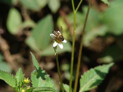 Busy Honey Bee